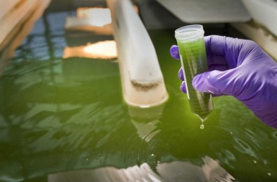 biocarburanti dalle alghe